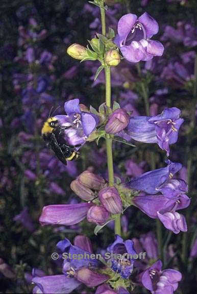 penstemon parvulus 1 graphic